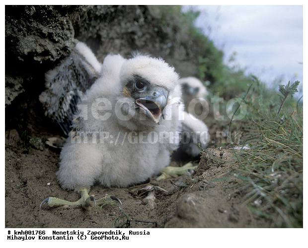 �������� ������, ��������, ��������, ��������, �����������, ������ �����, ������ �����, XYZ, ���������, Falconidae, ������, Falco peregrinus